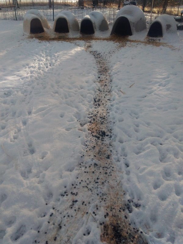 How To Keep Goats Warm In Winter Farmstead Supplies